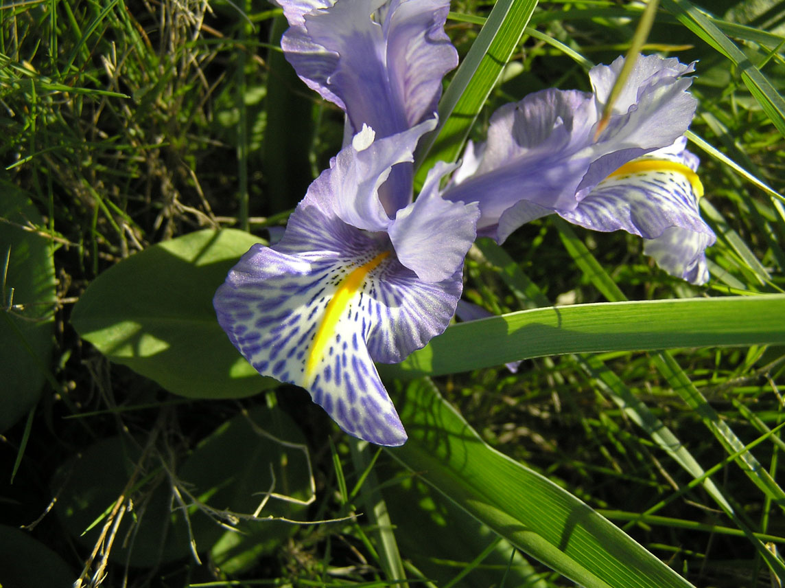 Iris planifolia / Giaggiolo bulboso